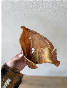 Oreja de cerdo sin pelo