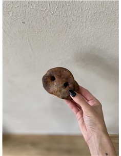 Morro de cerdo marrón