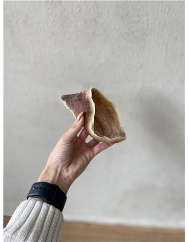 Pezuña de ternera vacía