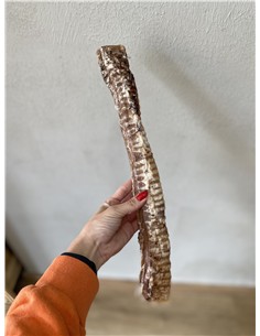Tráquea 30cm